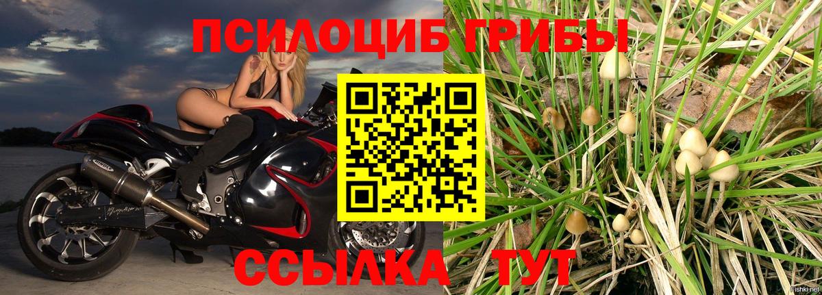 Псилоцибиновые грибы GOLDEN TEACHER Горно-Алтайск